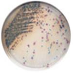 215085 | Plate Chromagar Listeria 100Mm 20 Ea