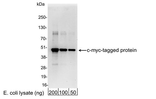 A190-104A | Goat anti-Myc Tag Antibody Affinity Purified