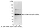 A190-104A | Goat anti-Myc Tag Antibody Affinity Purified