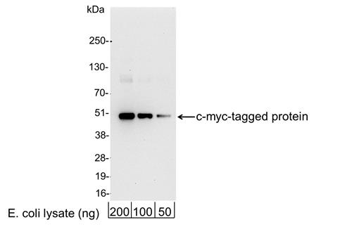 A190-104P | Goat anti-Myc Tag Antibody HRP Conj