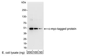 A190-104P | Goat anti-Myc Tag Antibody HRP Conj