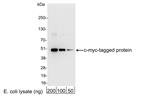 A190-104P | Goat anti-Myc Tag Antibody HRP Conj