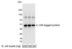 A190-108A | Rabbit anti-HA Tag Antibody Affinity Purified