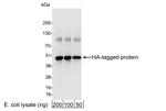 A190-108A | Rabbit anti-HA Tag Antibody Affinity Purified