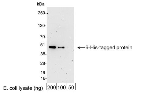 A190-113P | Goat anti-6-His Tag Antibody HRP Conj