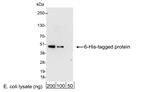 A190-113P | Goat anti-6-His Tag Antibody HRP Conj