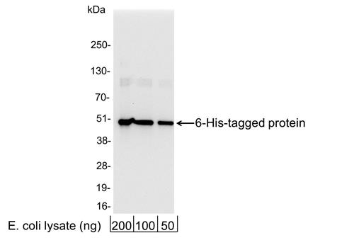 A190-114A | Rabbit anti-6-His Tag Antibody Affinity Purified