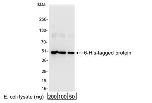 A190-114A | Rabbit anti-6-His Tag Antibody Affinity Purified