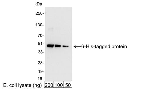 A190-114P | Rabbit anti-6-His Tag Antibody HRP Conj