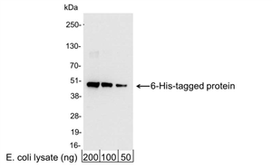 A190-114P | Rabbit anti-6-His Tag Antibody HRP Conj