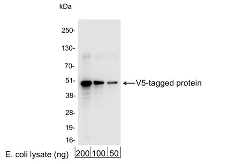 A190-120A | Rabbit anti-V5 Tag Antibody Affinity Purified