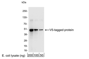 A190-120A | Rabbit anti-V5 Tag Antibody Affinity Purified