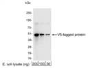 A190-120A | Rabbit anti-V5 Tag Antibody Affinity Purified