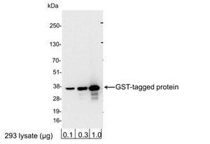 A190-122A | Rabbit anti-GST Tag Antibody Affinity Purified