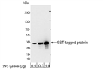 A190-122A | Rabbit anti-GST Tag Antibody Affinity Purified