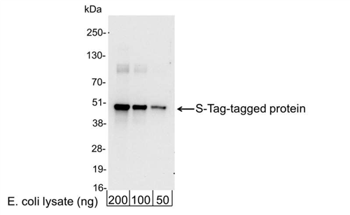 A190-134P | Goat anti-S Tag Antibody HRP Conj