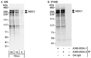 A300-053A | Rabbit anti-MDC1 Antibody, Affinity Purified