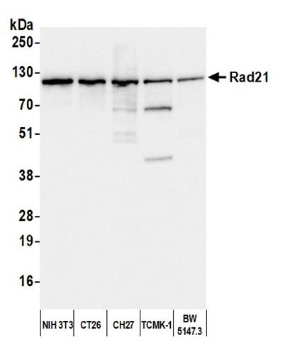A300-080A | Rabbit anti-Rad21 Antibody, Affinity Purified