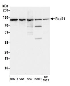 A300-080A | Rabbit anti-Rad21 Antibody, Affinity Purified