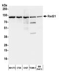 A300-080A | Rabbit anti-Rad21 Antibody, Affinity Purified