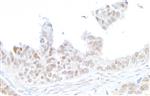 A300-081A | Rabbit anti-gamma-H2AX Antibody, Affinity Purified