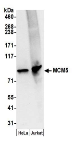 A300-195A | Rabbit anti-MCM5 Antibody, Affinity Purified