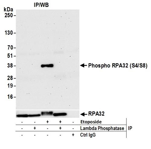 A300-245A | Rabbit anti-Phospho RPA32 (S4/S8) Antibody, Affinity Purified