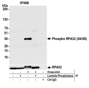 A300-245A | Rabbit anti-Phospho RPA32 (S4/S8) Antibody, Affinity Purified