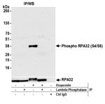 A300-245A | Rabbit anti-Phospho RPA32 (S4/S8) Antibody, Affinity Purified