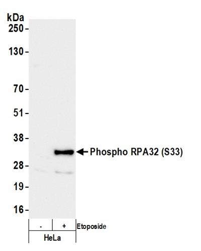 A300-246A | Rabbit anti-Phospho RPA32 (S33) Antibody, Affinity Purified