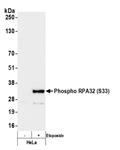 A300-246A | Rabbit anti-Phospho RPA32 (S33) Antibody, Affinity Purified
