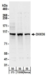 A300-525A | Rabbit anti-DHX36 Antibody, Affinity Purified