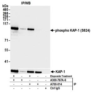 A300-767A | Rabbit anti-Phospho KAP-1 (S824) Antibody, Affinity Purified