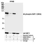 A300-767A | Rabbit anti-Phospho KAP-1 (S824) Antibody, Affinity Purified