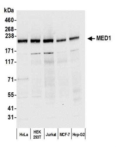 A300-793A | Rabbit anti-MED1 Antibody, Affinity Purified