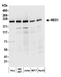 A300-793A | Rabbit anti-MED1 Antibody, Affinity Purified