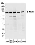 A300-793A | Rabbit anti-MED1 Antibody, Affinity Purified
