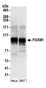 A301-533A | Rabbit anti-FOXM1 Antibody, Affinity Purified
