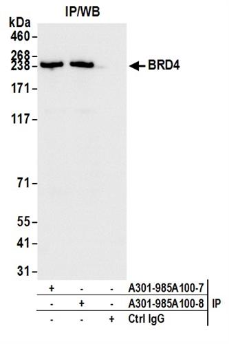 A301-985A50 | Rabbit anti-BRD4 Antibody, Affinity Purified