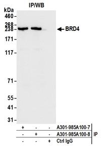 A301-985A50 | Rabbit anti-BRD4 Antibody, Affinity Purified