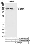 A301-985A50 | Rabbit anti-BRD4 Antibody, Affinity Purified