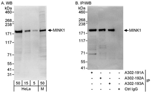 A302-191A | Rabbit anti-MINK1 Antibody, Affinity Purified