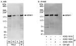 A302-191A | Rabbit anti-MINK1 Antibody, Affinity Purified