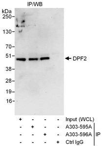 A303-595A | Rabbit anti-DPF2 Antibody, Affinity Purified
