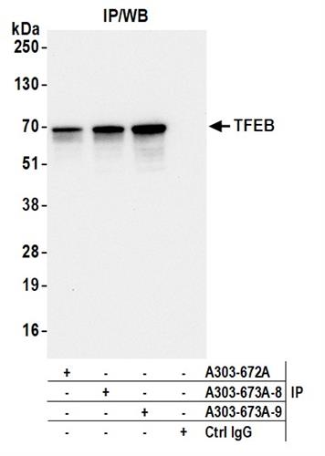 A303-673A | Rabbit anti-TFEB Antibody, Affinity Purified