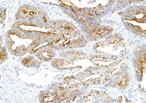 A700-092 | Rabbit anti-TJP1/ZO-1 Recombinant Monoclonal Antibody [BLR092G]