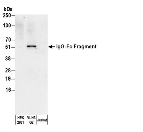 A80-104A | Goat anti-Human IgG-Fc Fragment Antibody Affinity Purified