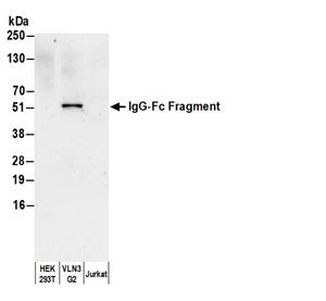 A80-104A | Goat anti-Human IgG-Fc Fragment Antibody Affinity Purified