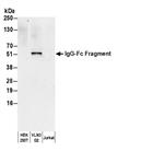 A80-104A | Goat anti-Human IgG-Fc Fragment Antibody Affinity Purified