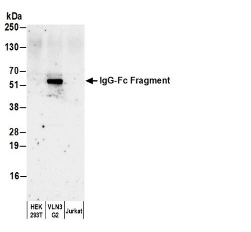 A80-104P | Goat anti-Human IgG-Fc Fragment Antibody HRP Conj